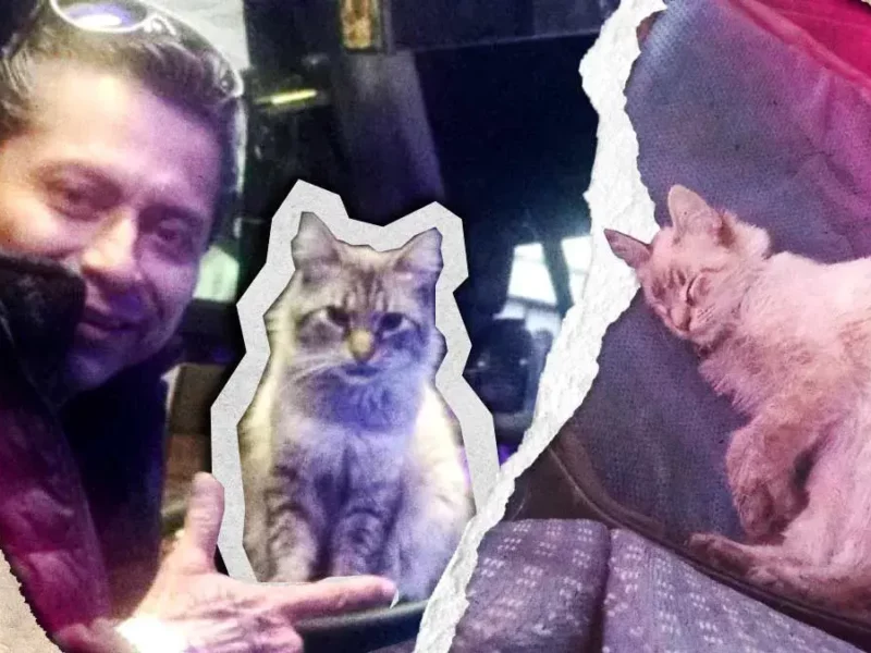 Roban a “Zafiro”, el gato microbusero de Puebla; dueño pide ayuda para encontrarlo