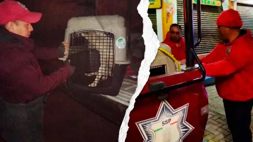 Acusan a autoridades municipales de Chignahuapan de capturar injustificadamente a perros en situación de calle