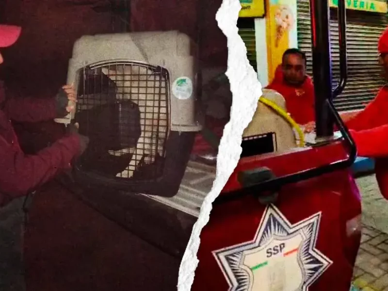 Acusan a autoridades municipales de Chignahuapan de capturar injustificadamente a perros en situación de calle