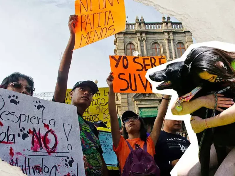 Congreso de Puebla busca crear el Padrón Estatal de Personas Agresoras de Animales