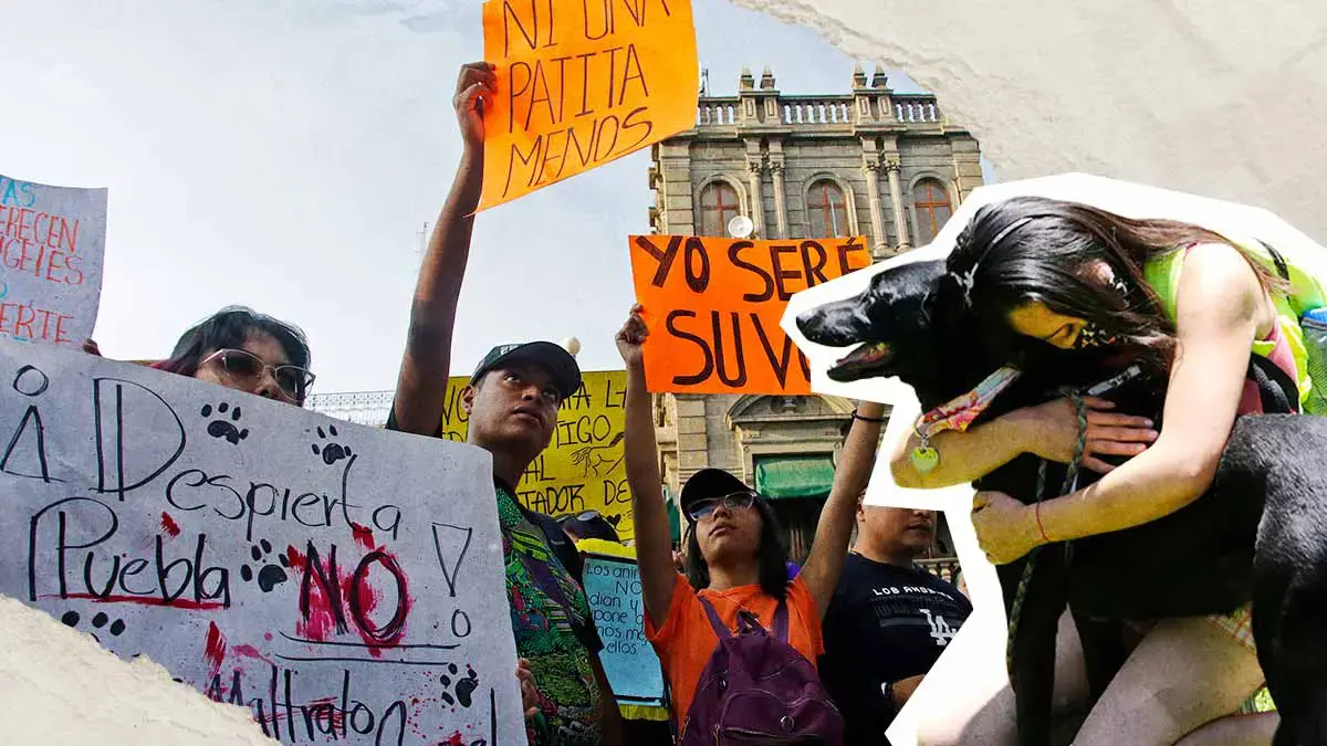 Congreso de Puebla busca crear el Padrón Estatal de Personas Agresoras de Animales