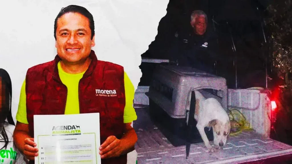 Animalistas exigen al presidente de Chignahuapan esclarecer desaparición de perros en situación de calle