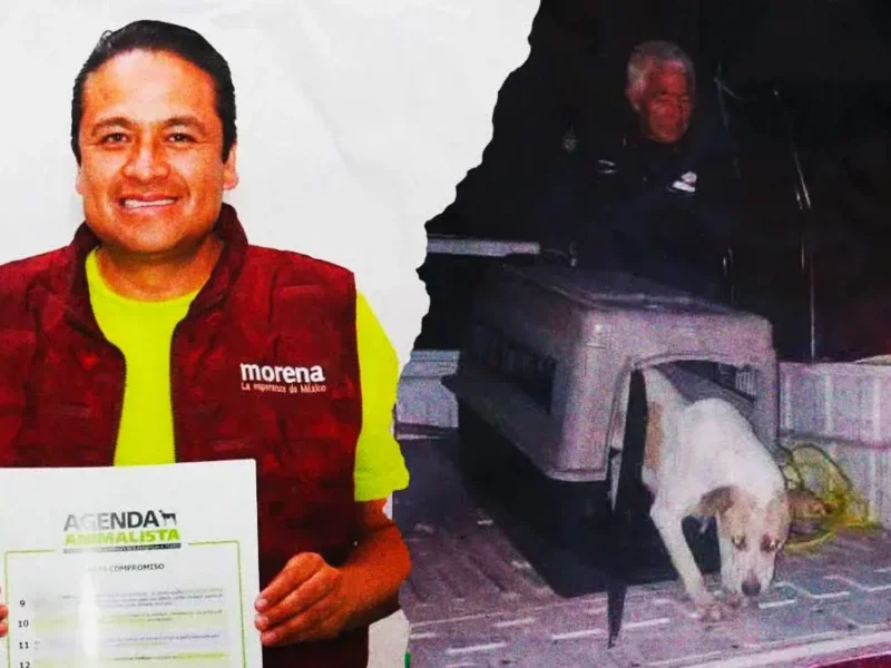 Animalistas exigen al presidente de Chignahuapan esclarecer desaparición de perros en situación de calle
