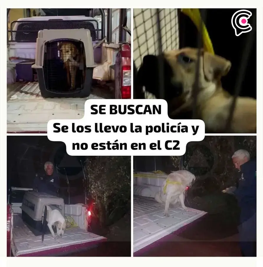 Animalistas exigen al presidente de Chignahuapan esclarecer desaparición de perros en situación de calle