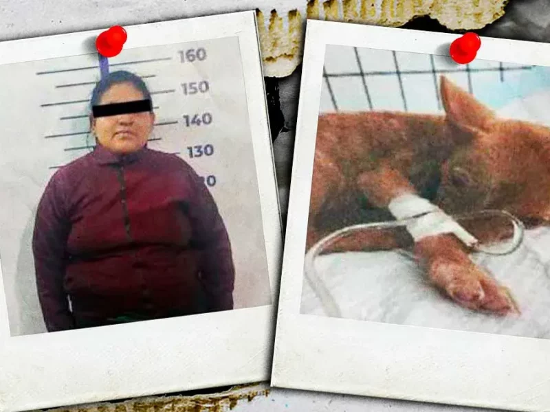 Mujer enfrenta proceso legal en Puebla por abandono de su perrita en veterinaria