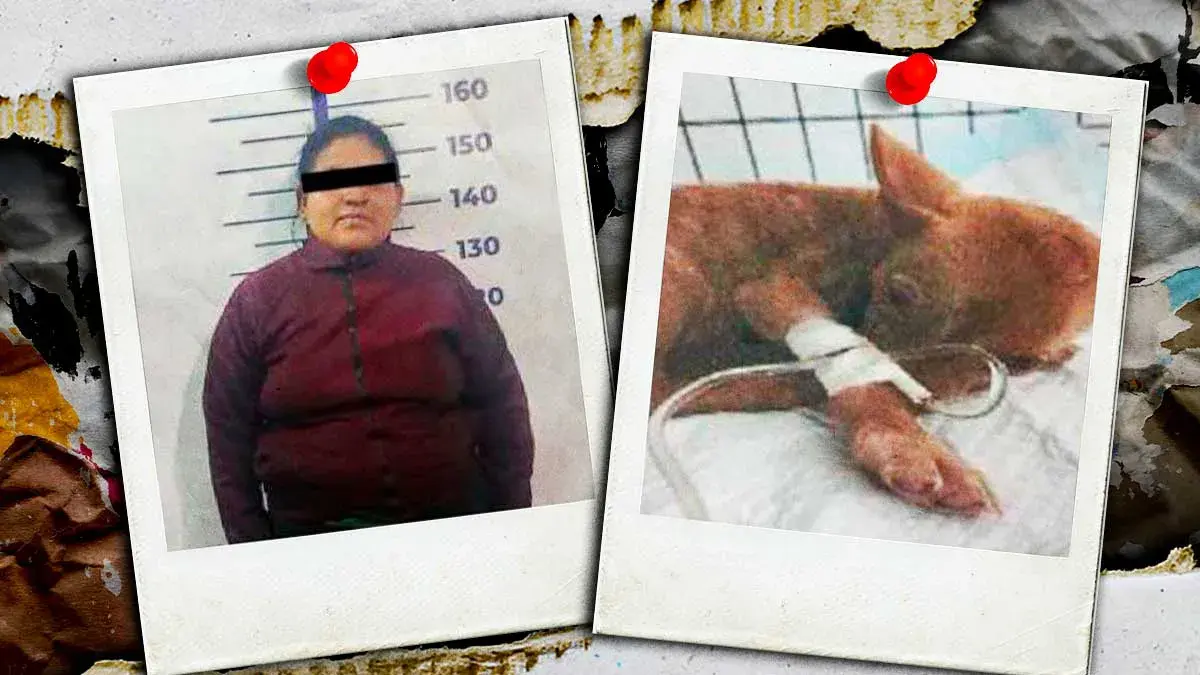 Mujer enfrenta proceso legal en Puebla por abandono de su perrita en veterinaria
