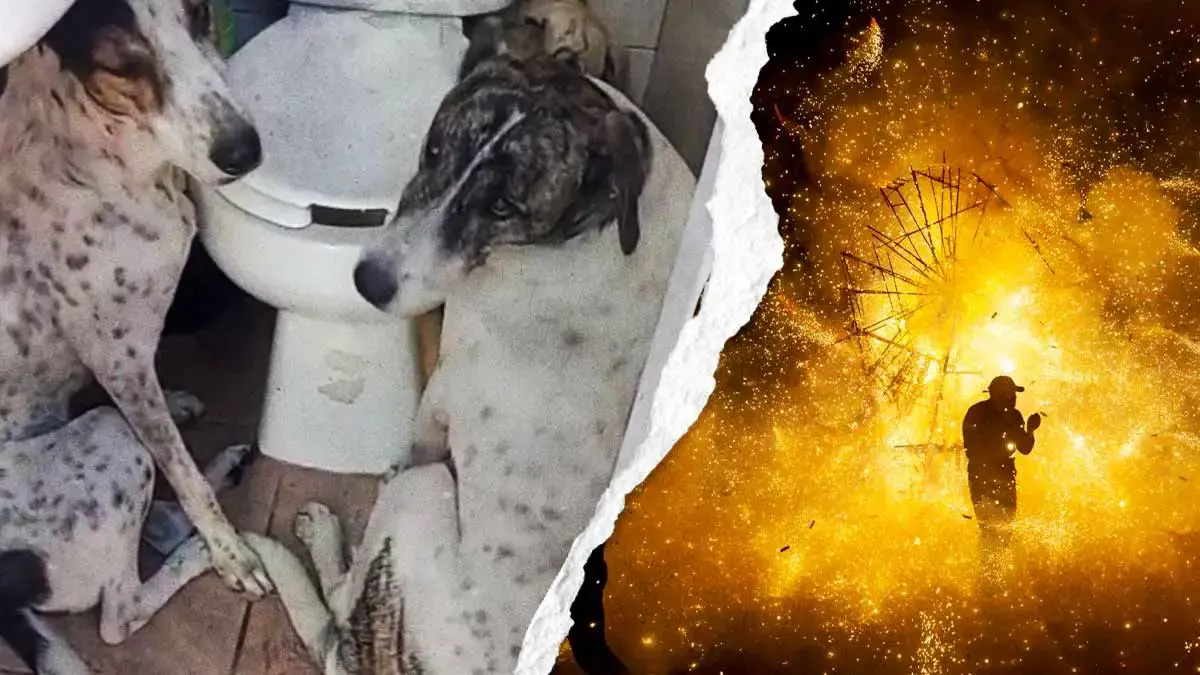 Denuncian que pirotecnia causó muerte de dos perros en la colonia Buenos Aires, Puebla
