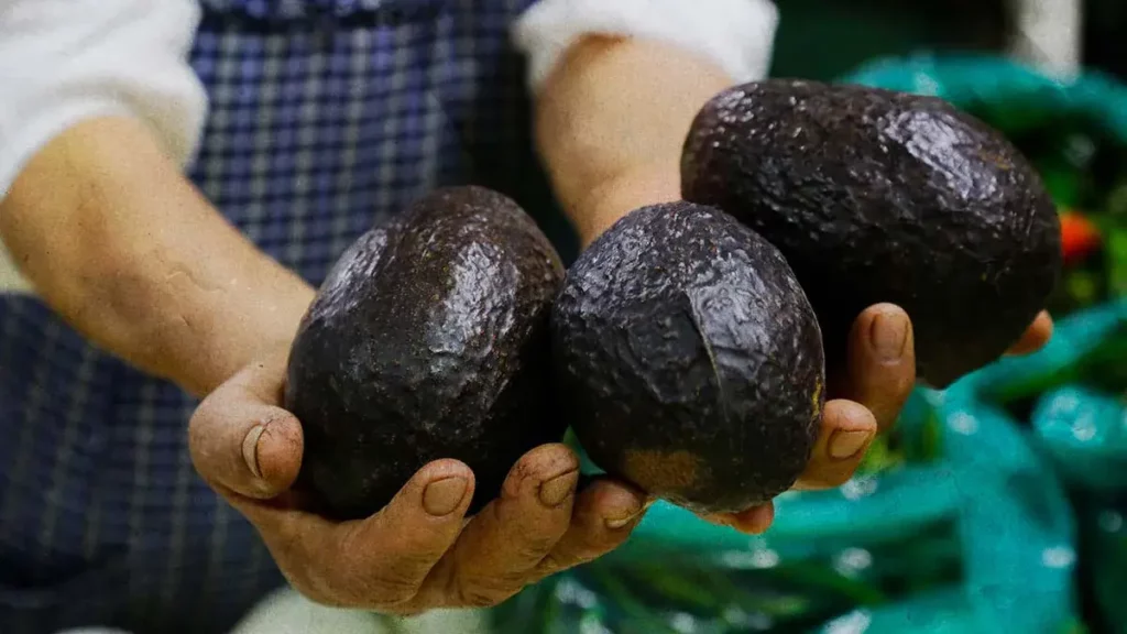 Atlixco cerrará el 2025 con la tercera edición de la Feria del Aguacate