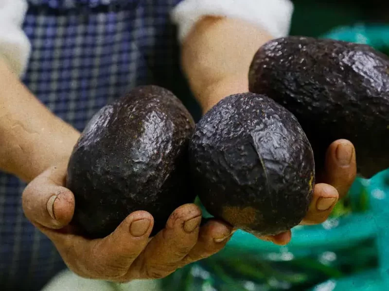 Atlixco cerrará el 2025 con la tercera edición de la Feria del Aguacate