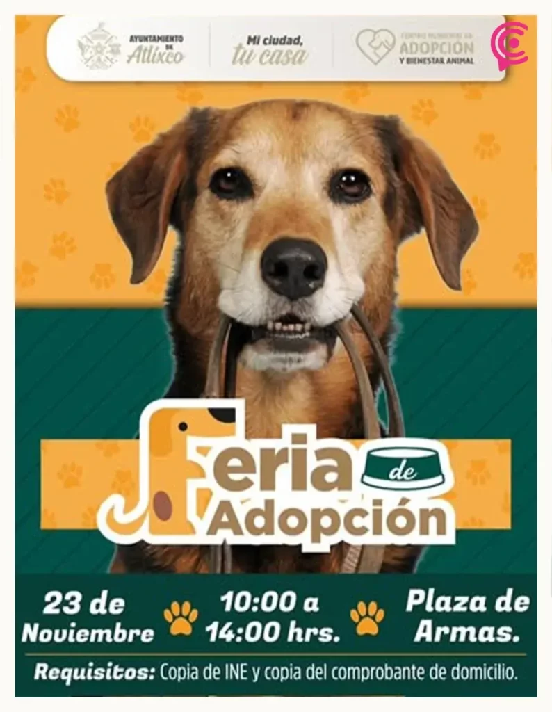 Ailynn, niña de 9 años, crea refugio comunitario para perros en Atlixco