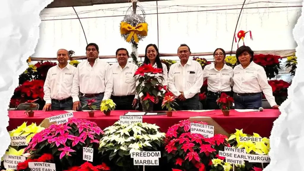 Festival de la Nochebuena Atlixco 2025 ofrecerá a la venta más de dos millones de plantas