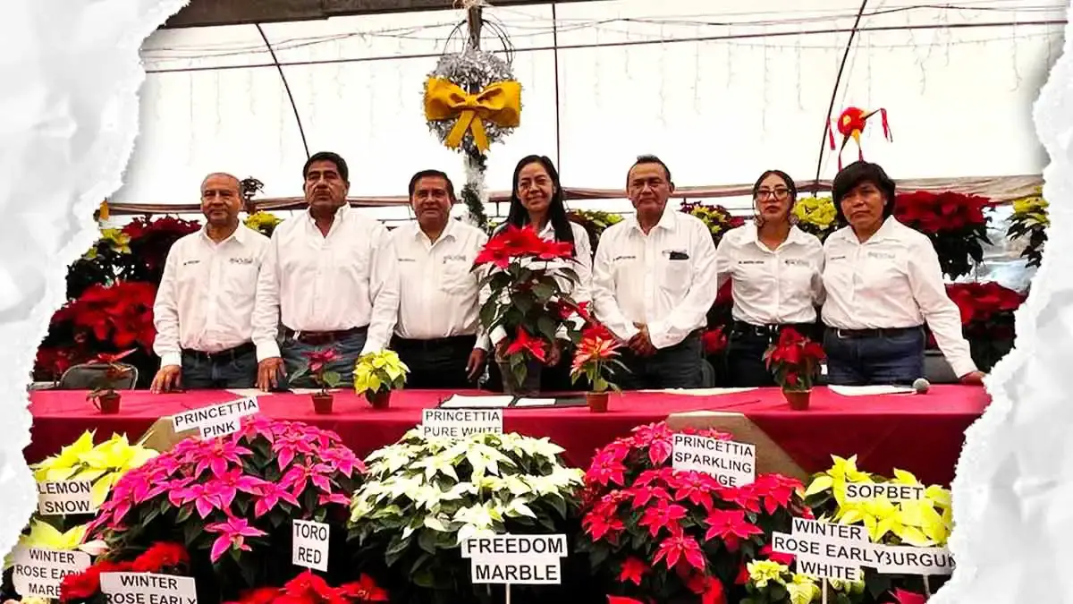 Festival de la Nochebuena Atlixco 2025 ofrecerá a la venta más de dos millones de plantas