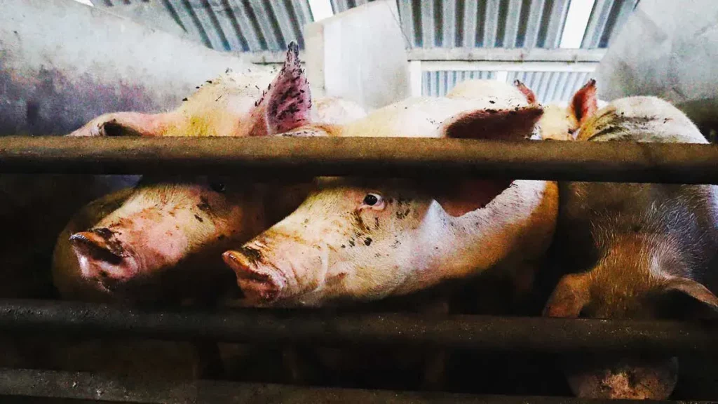 Feria Patronal 2025 de Venustiano Carranza realizará polémico concurso del “puerco encebado”