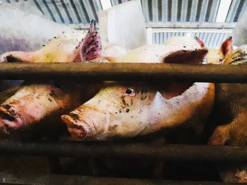 Feria Patronal 2025 de Venustiano Carranza realizará polémico concurso del “puerco encebado”