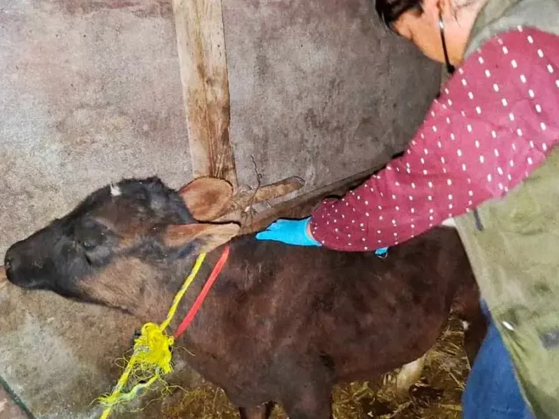 Instituto de Bienestar Animal de Puebla canceló cinco eventos que promovían la crueldad animal