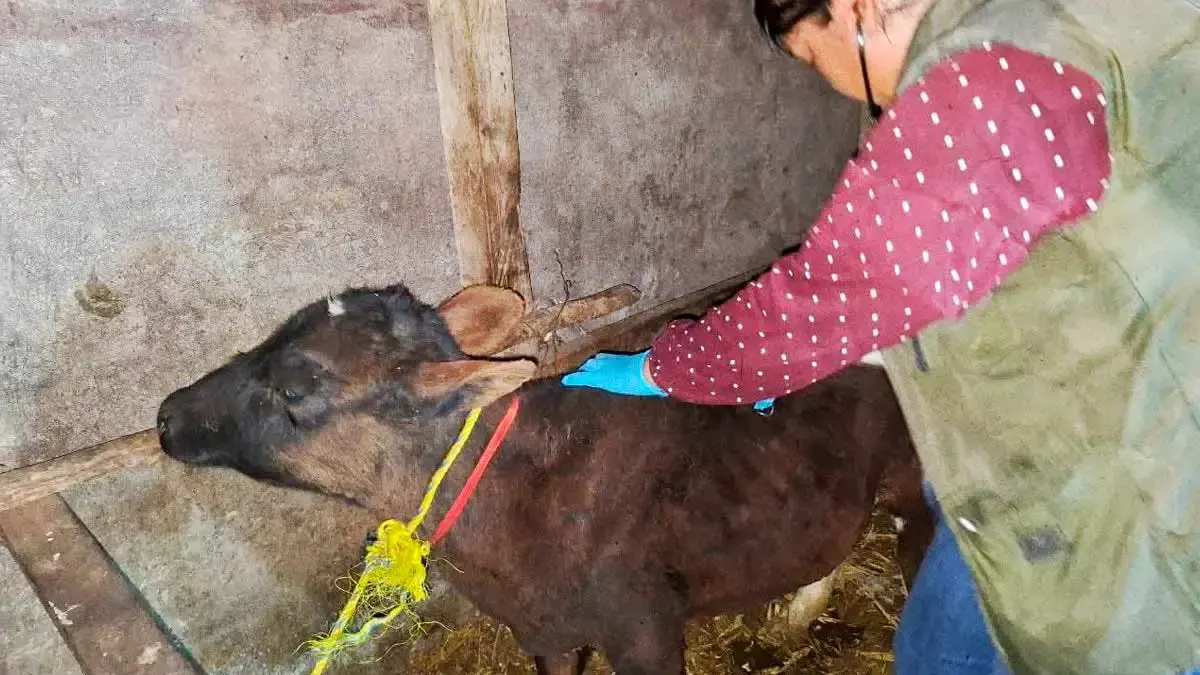Instituto de Bienestar Animal de Puebla canceló cinco eventos que promovían la crueldad animal