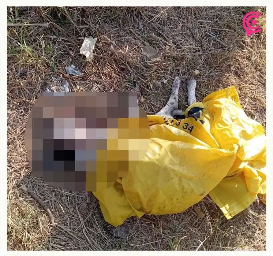Conductor atropelló un perro en fraccionamiento “La Giralda” de Puebla; usuarios de redes exigen castigo