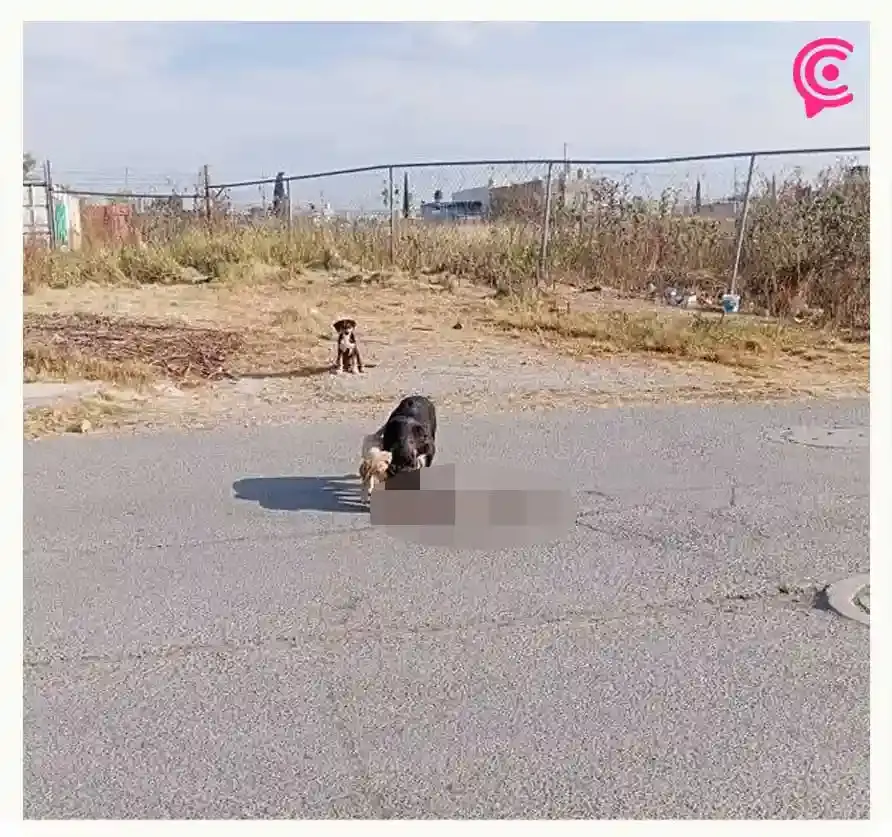 Conductor atropelló un perro en fraccionamiento “La Giralda” de Puebla; usuarios de redes exigen castigo
