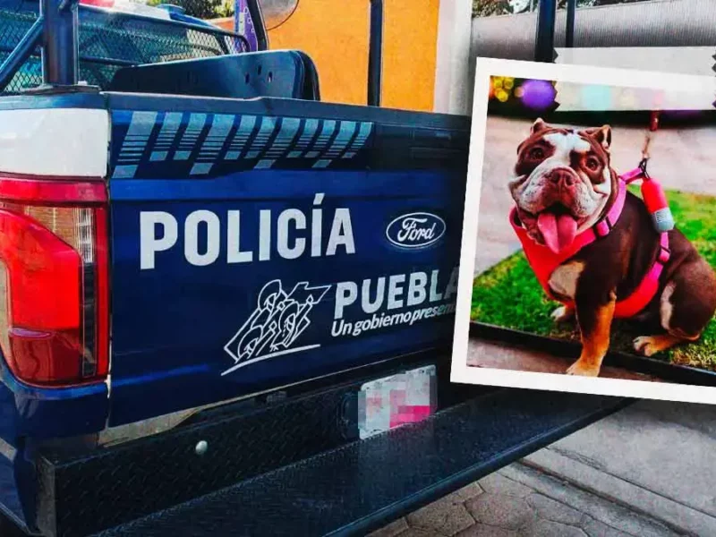 Policía Estatal atropella a perrita bulldog en Puebla; uniformado escapa del lugar