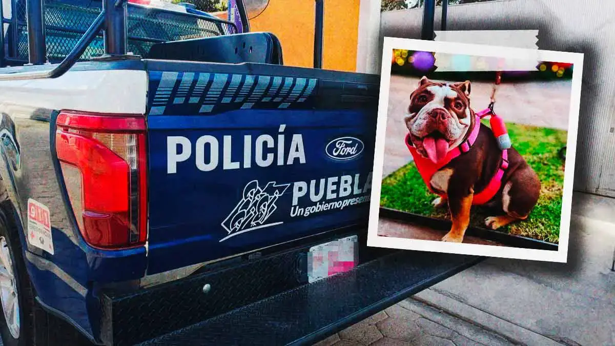 Policía Estatal atropella a perrita bulldog en Puebla; uniformado escapa del lugar