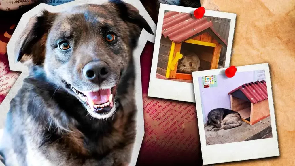 Vecinos de Zacatlán colocan casas para proteger del frío a perros en situación de calle