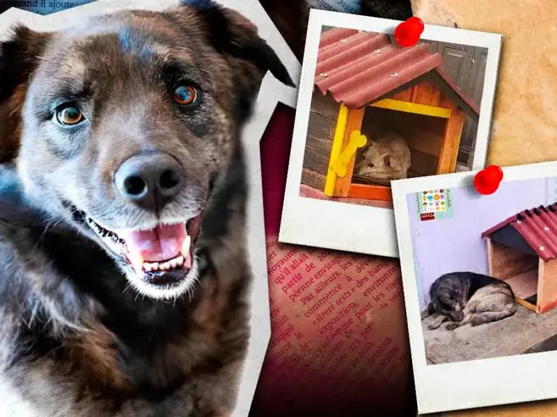 Vecinos de Zacatlán colocan casas para proteger del frío a perros en situación de calle