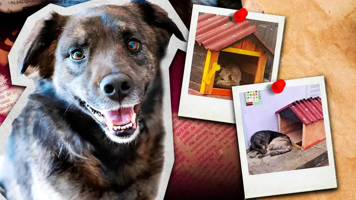 Vecinos de Zacatlán colocan casas para proteger del frío a perros en situación de calle
