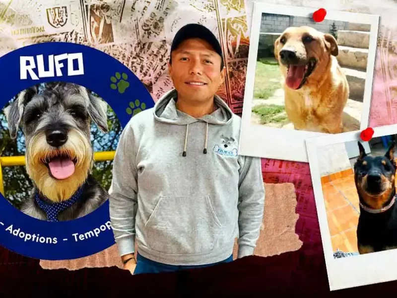 Perros de edad avanzada de la asociación Rufo en Puebla necesitan familia; así puedes adoptarlos