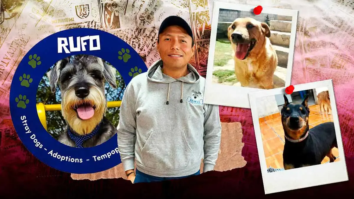 Perros de edad avanzada de la asociación Rufo en Puebla necesitan familia; así puedes adoptarlos