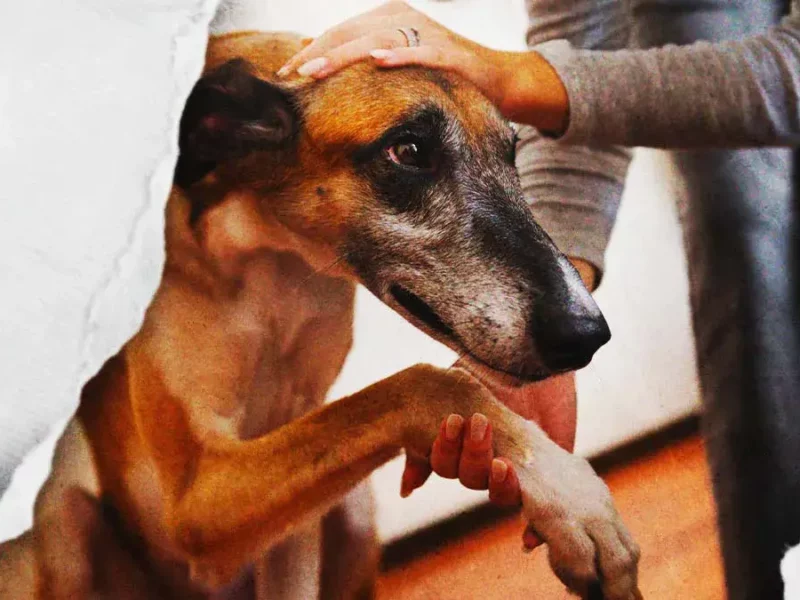 Buscan crear padrón de violentadores de animales y endurecer sanciones económicas en Puebla 