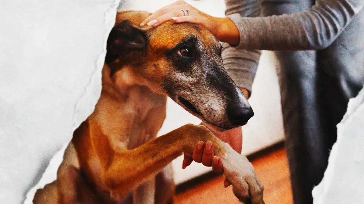Buscan crear padrón de violentadores de animales y endurecer sanciones económicas en Puebla 