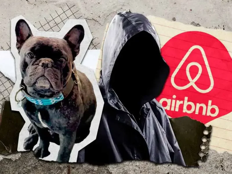 Ladrones se roban de un Airbnb de Cholula a "Goliat", un perro bulldog francés