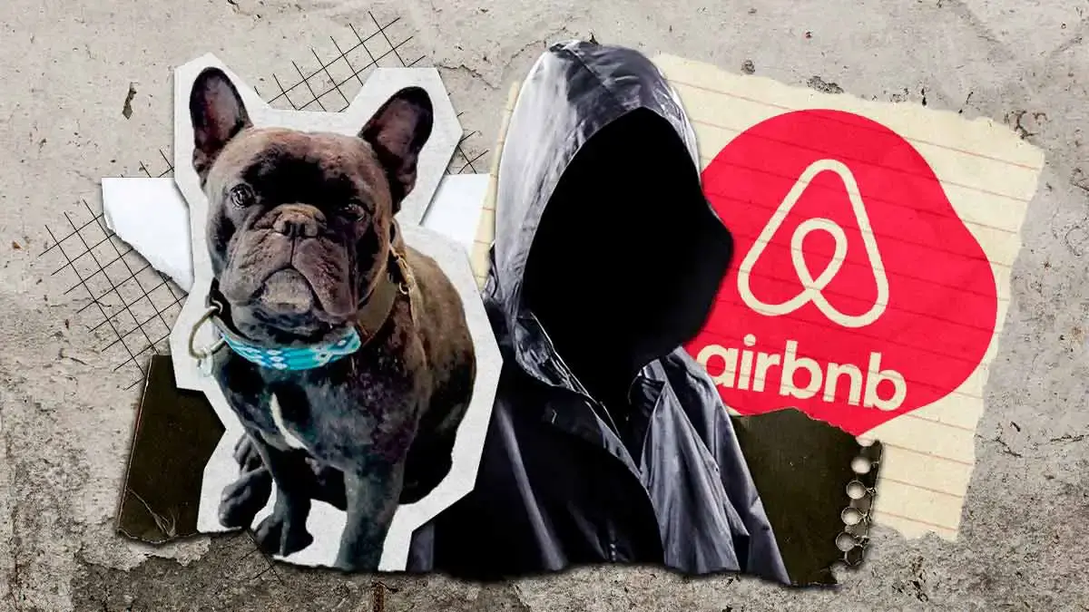 Ladrones se roban de un Airbnb de Cholula a "Goliat", un perro bulldog francés