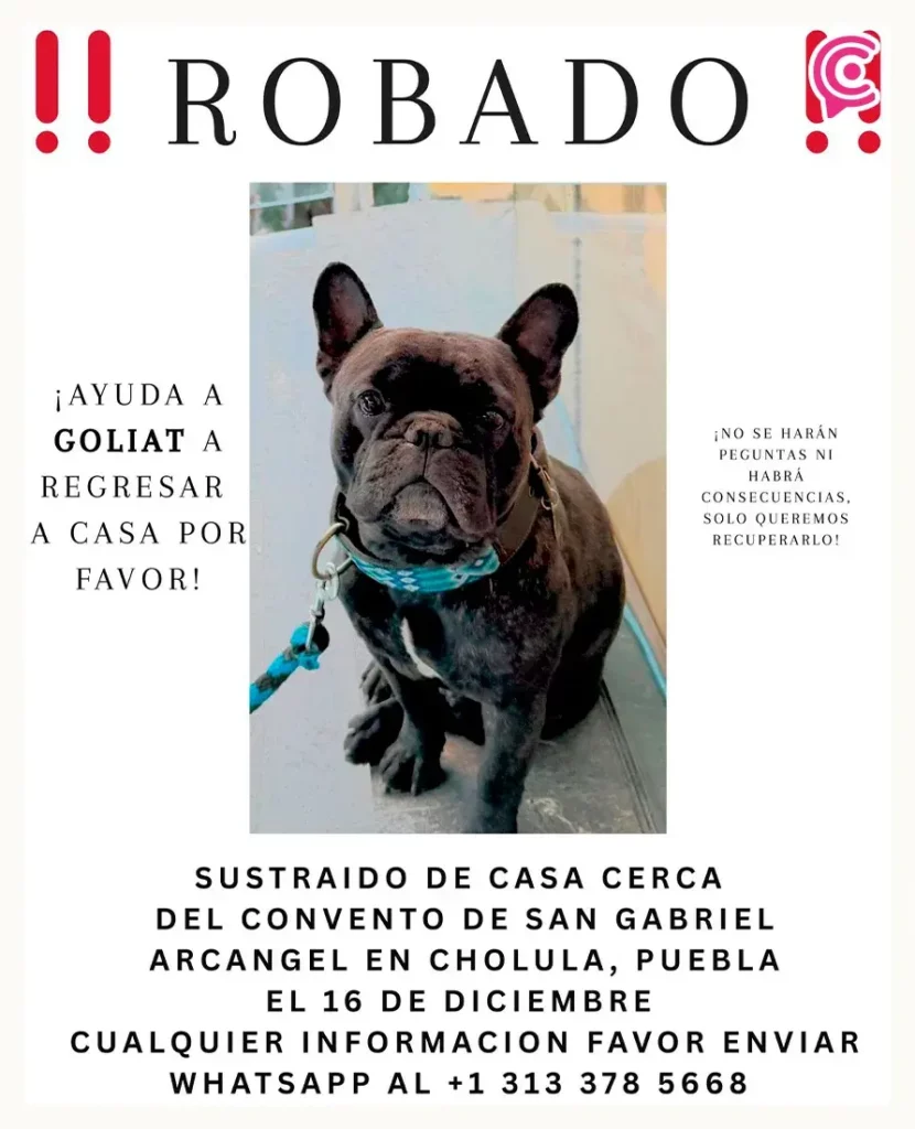 Ladrones se roban de un Airbnb de Cholula a "Goliat", un perro bulldog francés