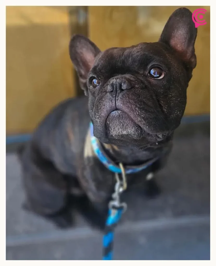 Ladrones se roban de un Airbnb de Cholula a "Goliat", un perro bulldog francés