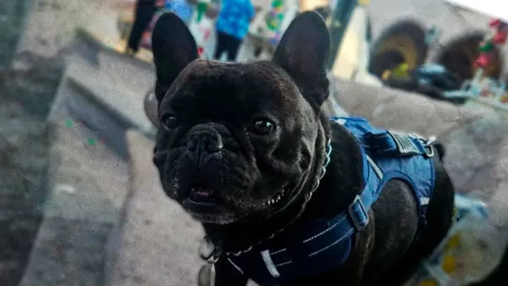 Localizan a “Goliat” perro bulldog francés robado en Cholula; vagaba solo y desorientado