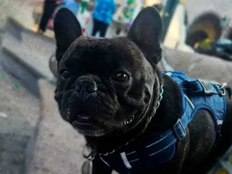 Localizan a “Goliat” perro bulldog francés robado en Cholula; vagaba solo y desorientado