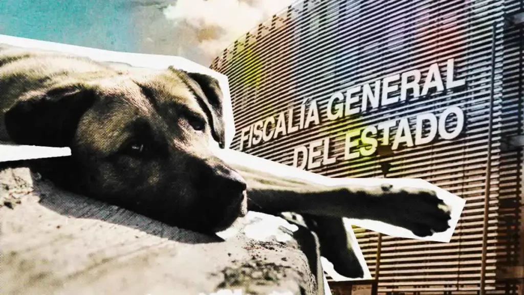 Puebla capital contabiliza 300 casos de maltrato animal en un año; FGE solo atiende 80
