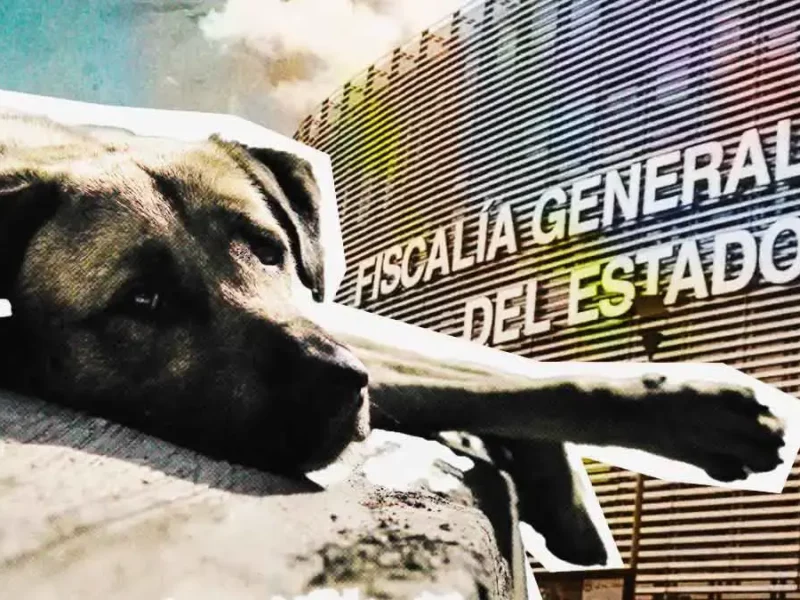 Puebla capital contabiliza 300 casos de maltrato animal en un año; FGE solo atiende 80