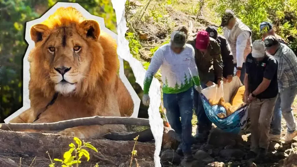 Profepa rescató león víctima de maltrato animal en Nayarit; no tenía garras y presentaba lesiones