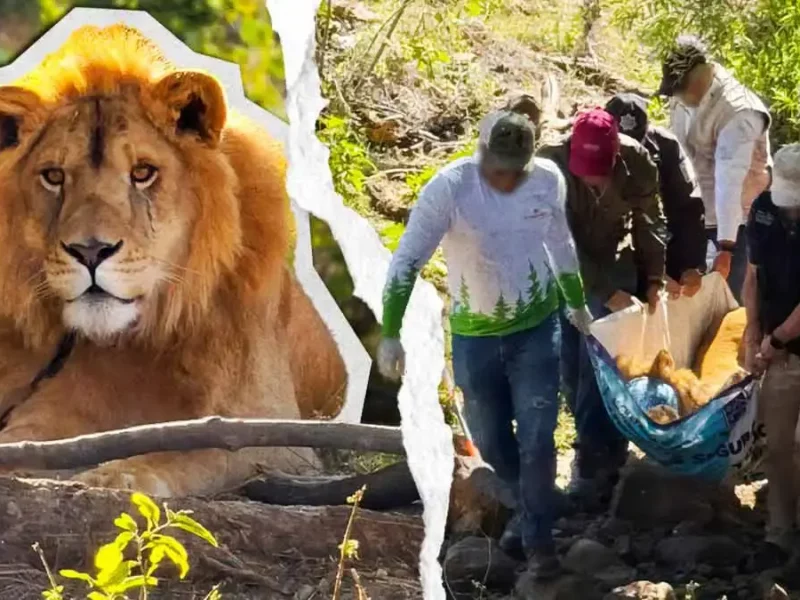 Profepa rescató león víctima de maltrato animal en Nayarit; no tenía garras y presentaba lesiones