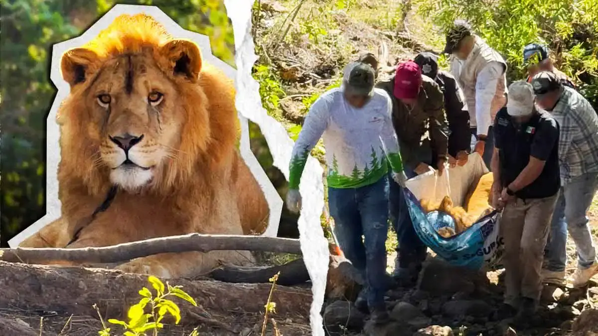 Profepa rescató león víctima de maltrato animal en Nayarit; no tenía garras y presentaba lesiones