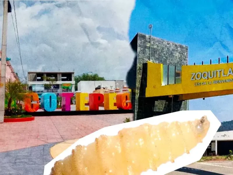 Suben a 84 casos de gusano barrenador en Puebla; la mayoría en Tlacotepec y Zoquitlán