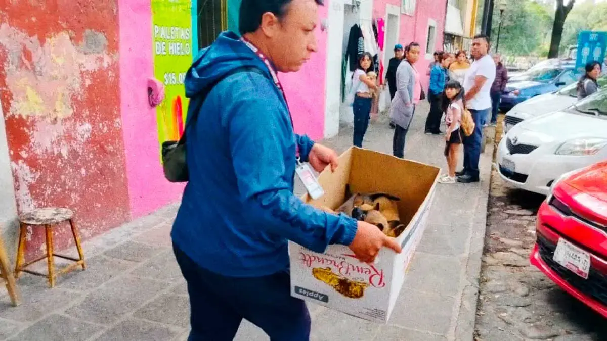 Ayuntamiento de Puebla decomisa animales en venta durante operativo en el Barrio de Analco