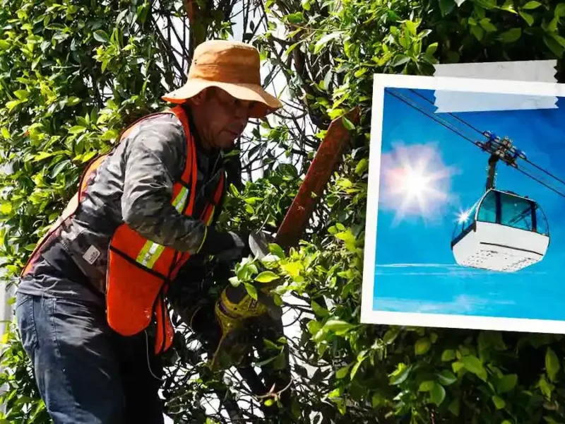Gobierno de Puebla quitará árboles de la 11 Sur para estación del cablebús, promete reforestación