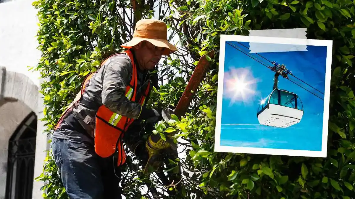 Gobierno de Puebla quitará árboles de la 11 Sur para estación del cablebús, promete reforestación