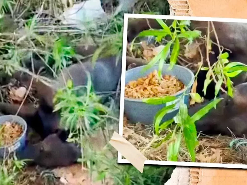 Clínica del Perro Callejero rescataron a “Navidad” perrita atropellada y abandonada en autopista México-Puebla