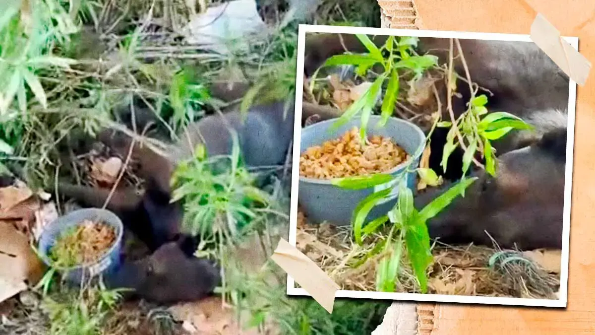 Clínica del Perro Callejero rescataron a “Navidad” perrita atropellada y abandonada en autopista México-Puebla