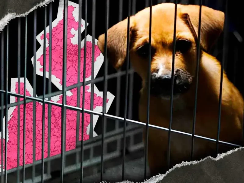 Estos fueron los casos más impactantes de maltrato animal ocurridos en Puebla durante 2025