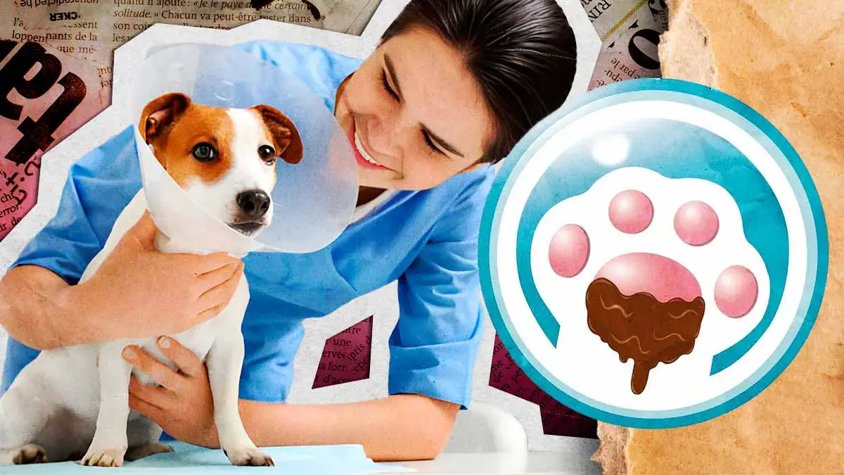 Fundación Patitas Enlodadas realizó 358 esterilizaciones y 59 rescates en Puebla durante 2025